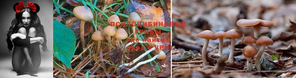 соль ск Ладушкин