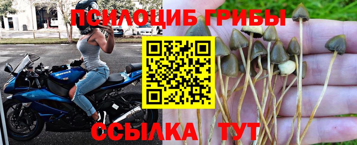Псилоцибиновые грибы Cubensis Темрюк